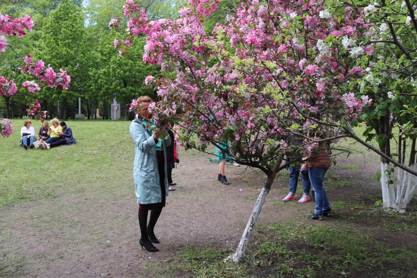 Уфимская Сакура в парке. Парк Ленина Уфа Сакура. Сакура в Уфе в парке. Парк Ленина Белгород Сакура.