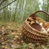 Правила поведения в лесу