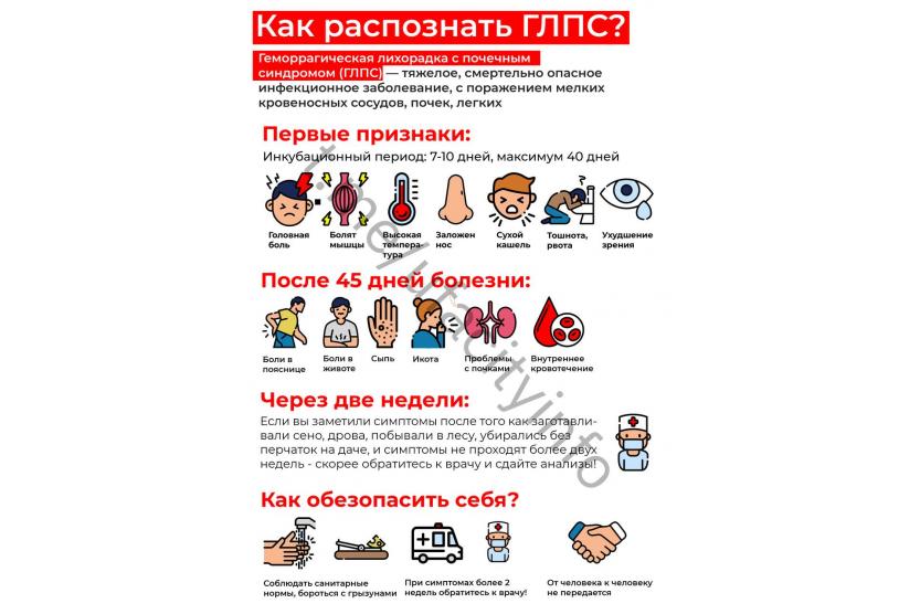 Мышиная лихорадка. Мышиная лихорадка симптомы. Мышиная лихорадка меры профилактики. Диета при мышиной лихорадке. Мышиная лихорадка. Мышиная лихорадка симптомы. Мышиная лихорадка меры профилактики. Диета при мышиной лихорадке.